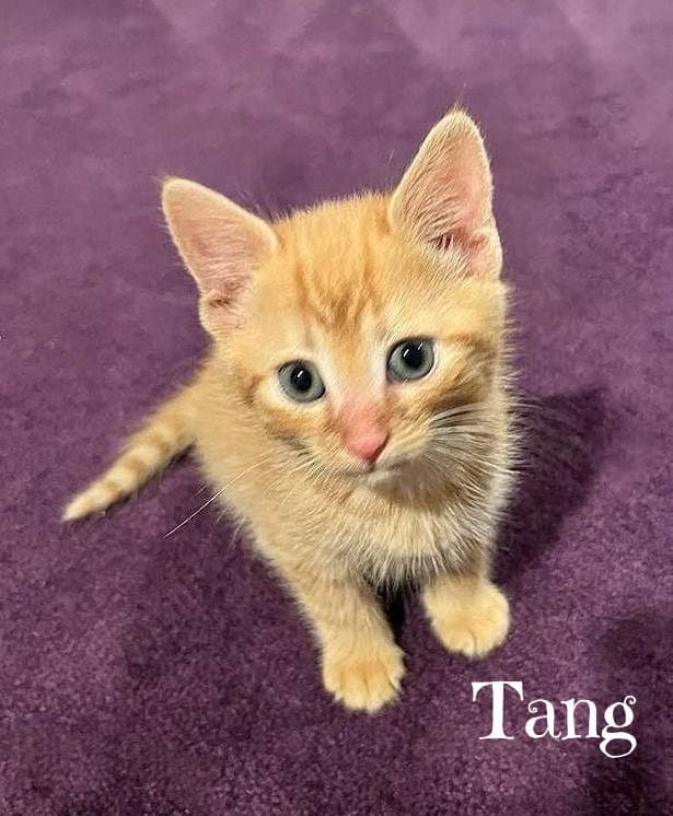 Tang *kitten*