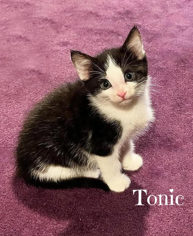 Tonic *kitten*