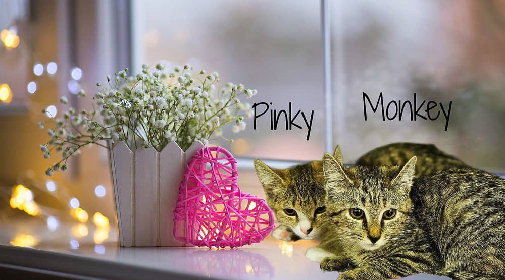 Monkey *kitten*