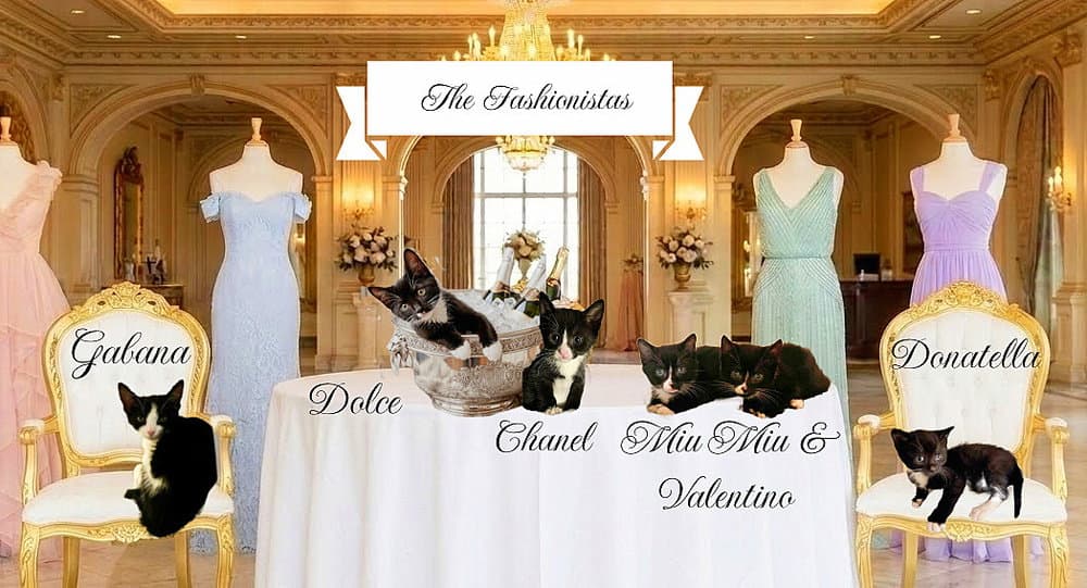 Dolce *kitten*
