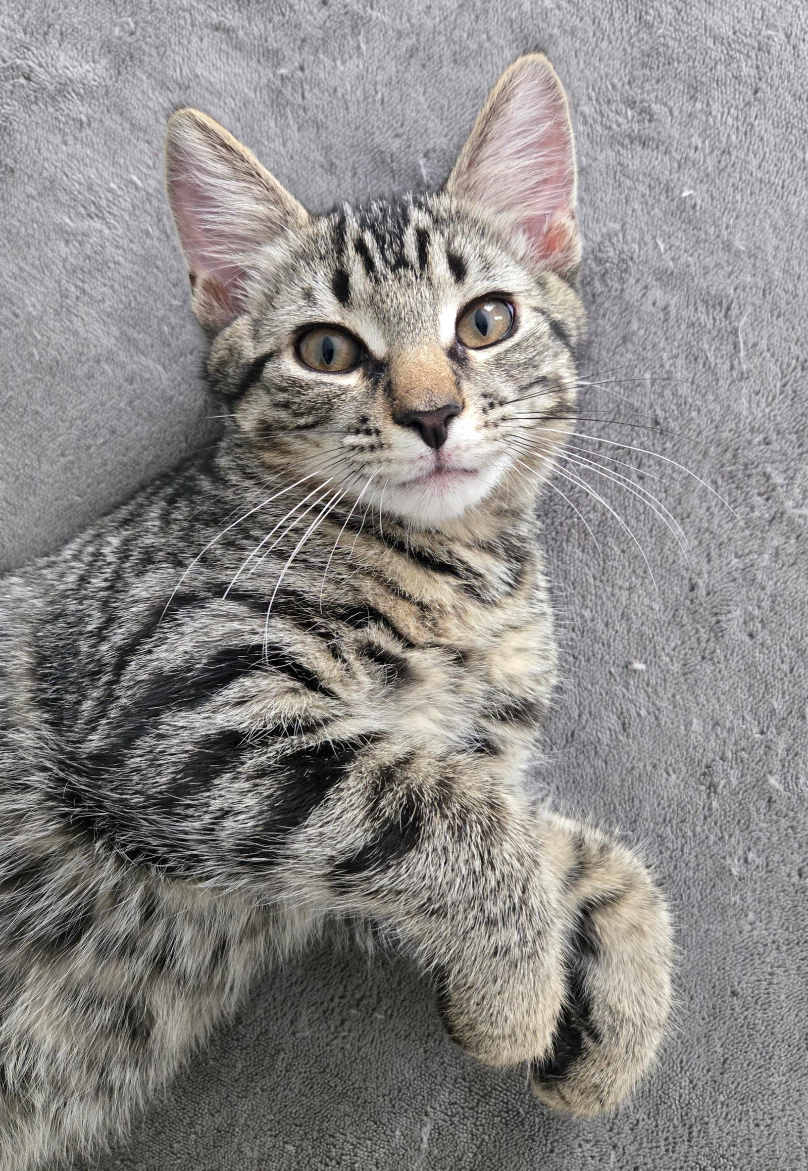 Ziggy