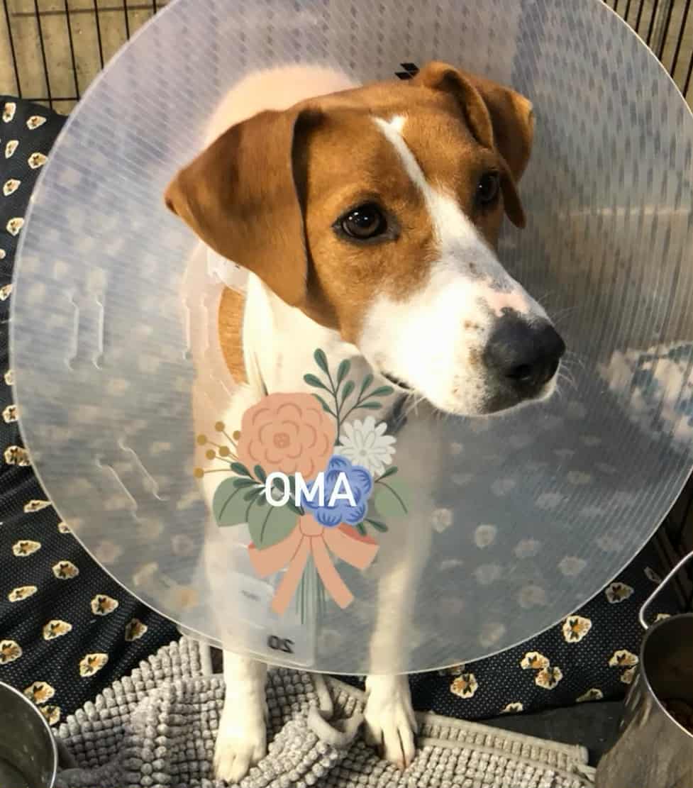 Ellie (Oma)