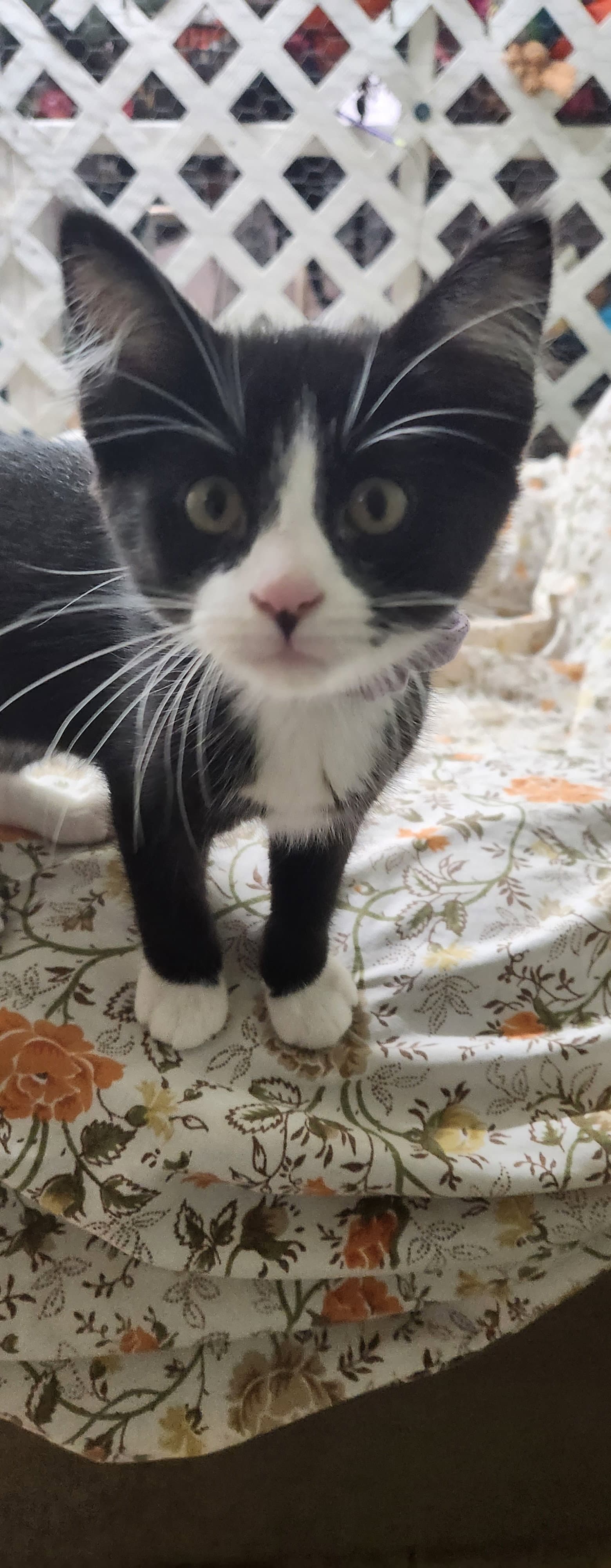 Tortilla