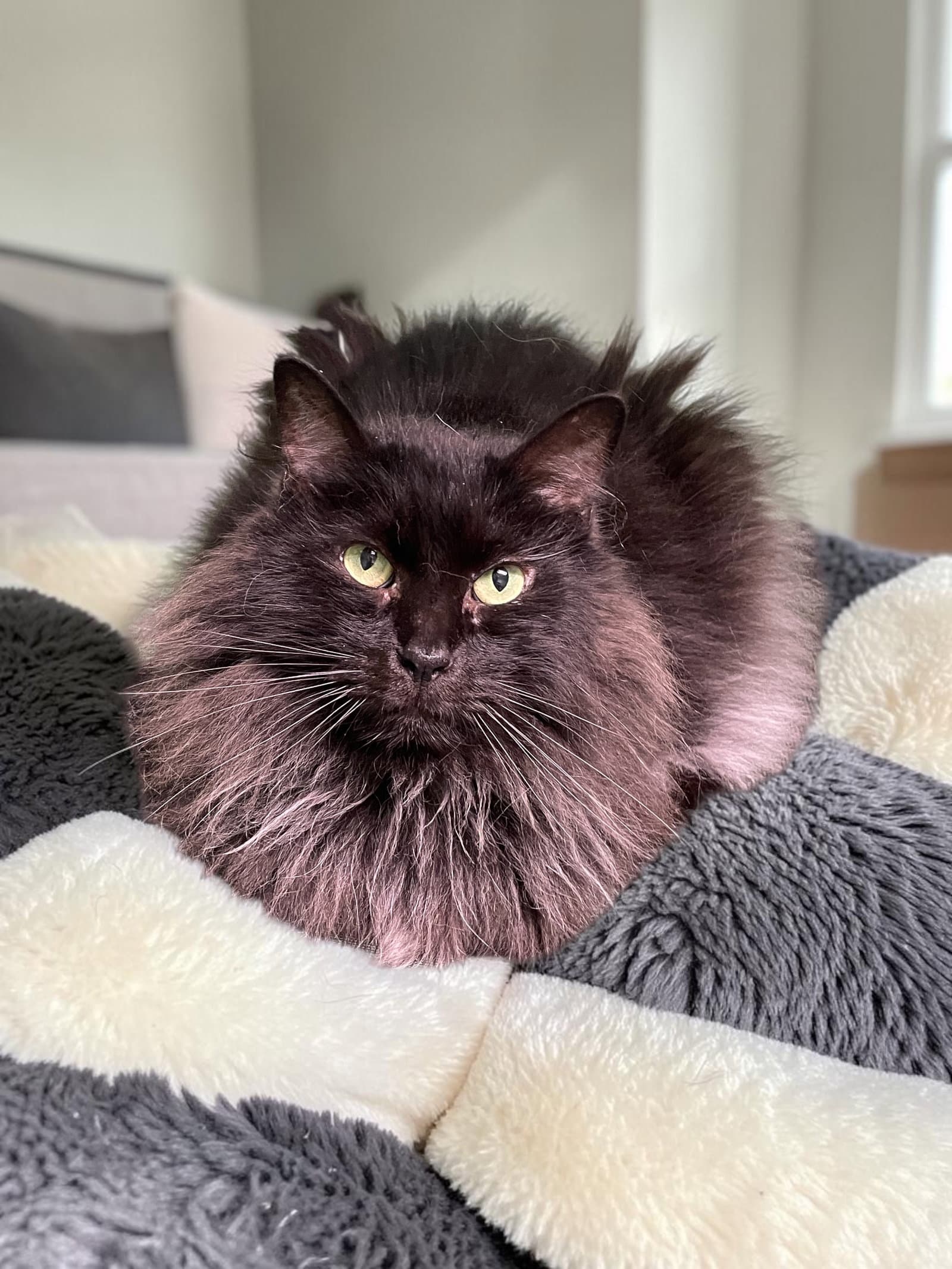 PomPom