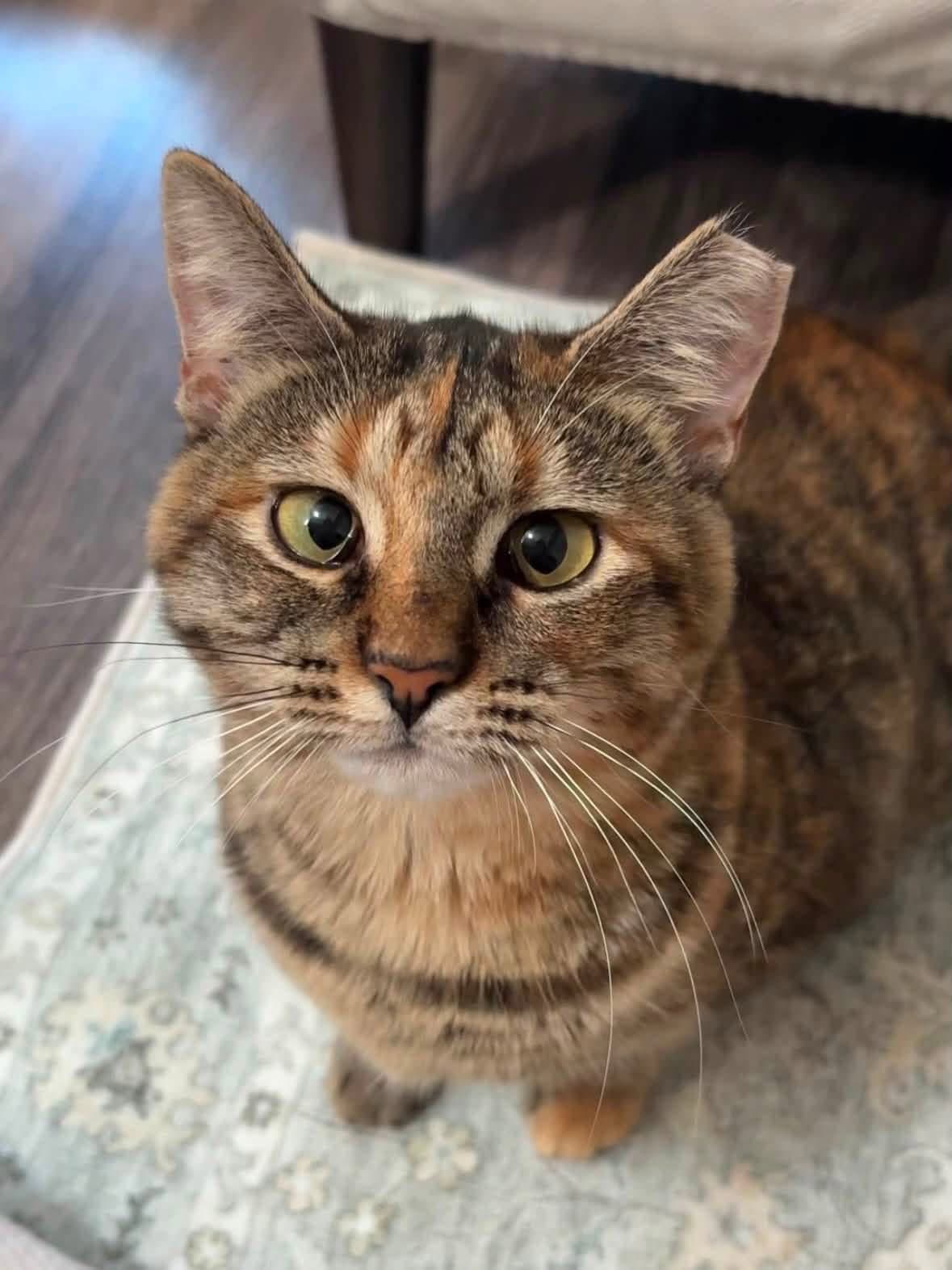Nutmeg