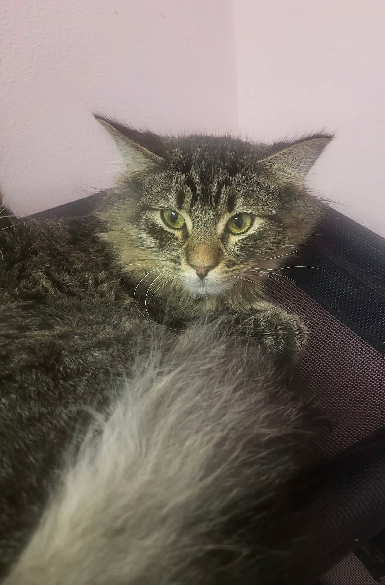 Gus