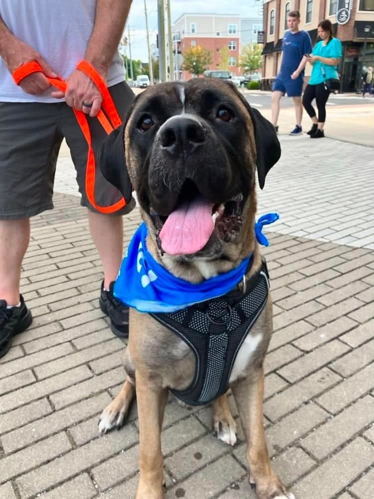 Enzo