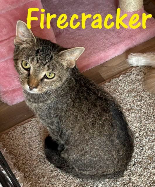 Firecracker