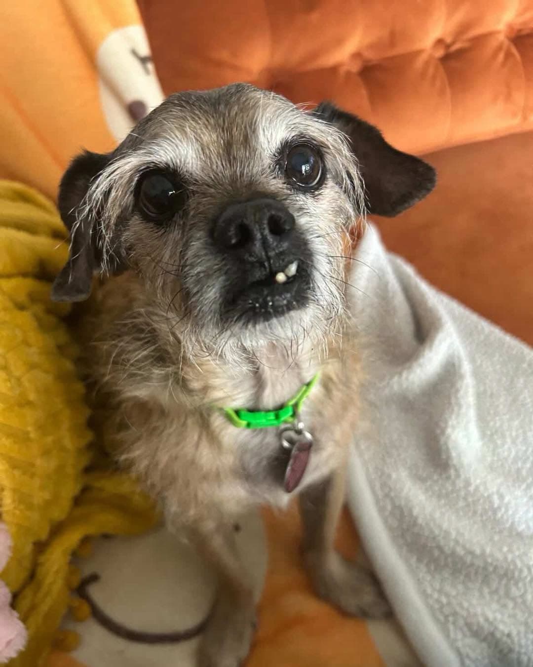Chewy
