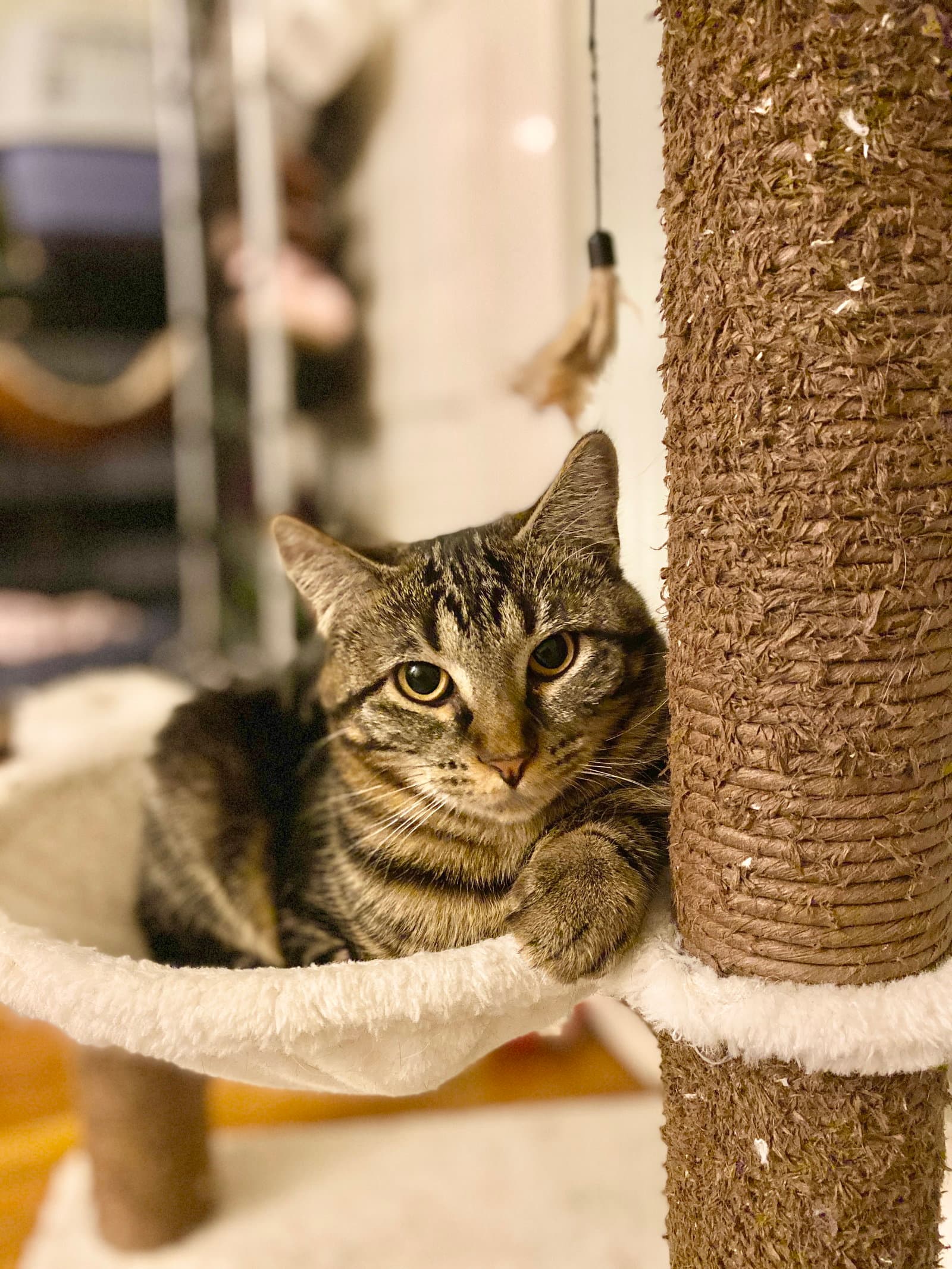 Freya