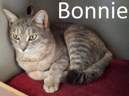 Bonnie