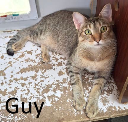 Guy