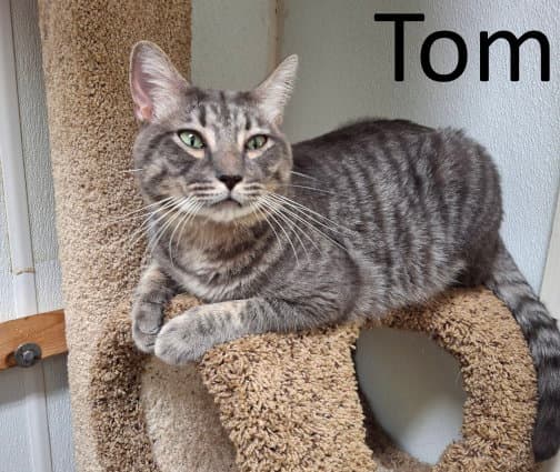 Tom