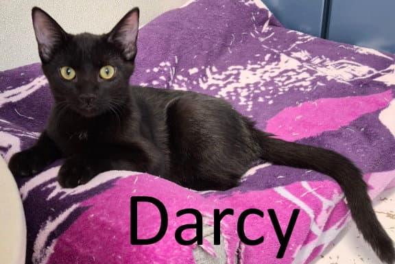Darcy