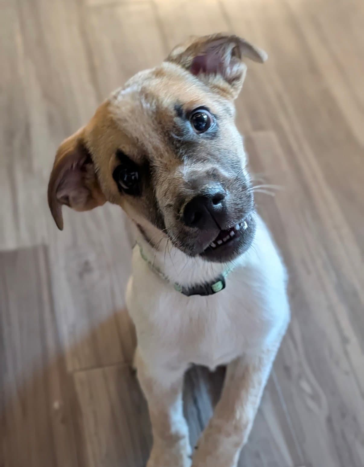 Archie