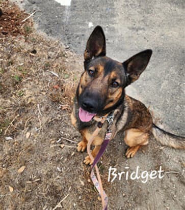 Bridgette
