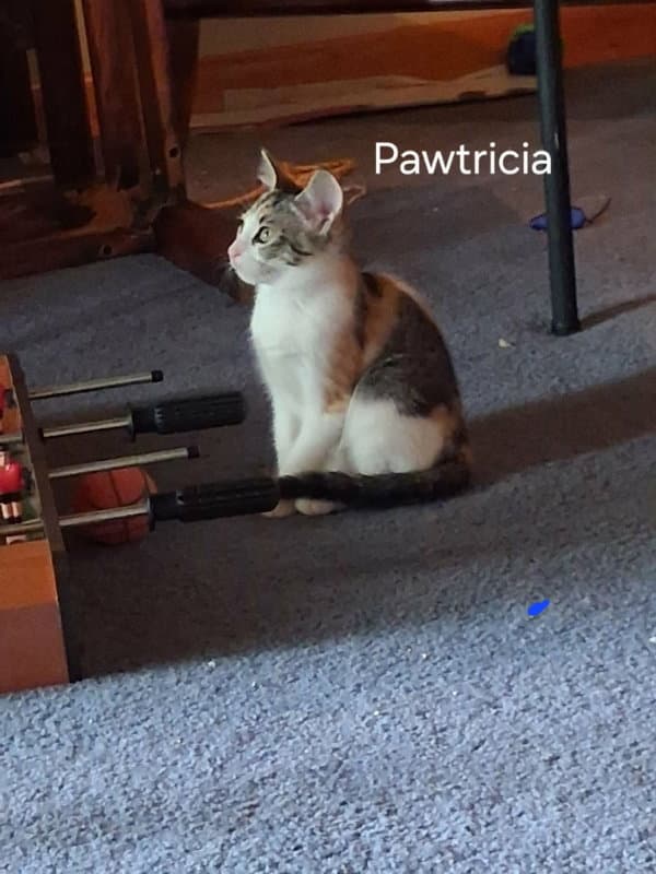 Pawtricia