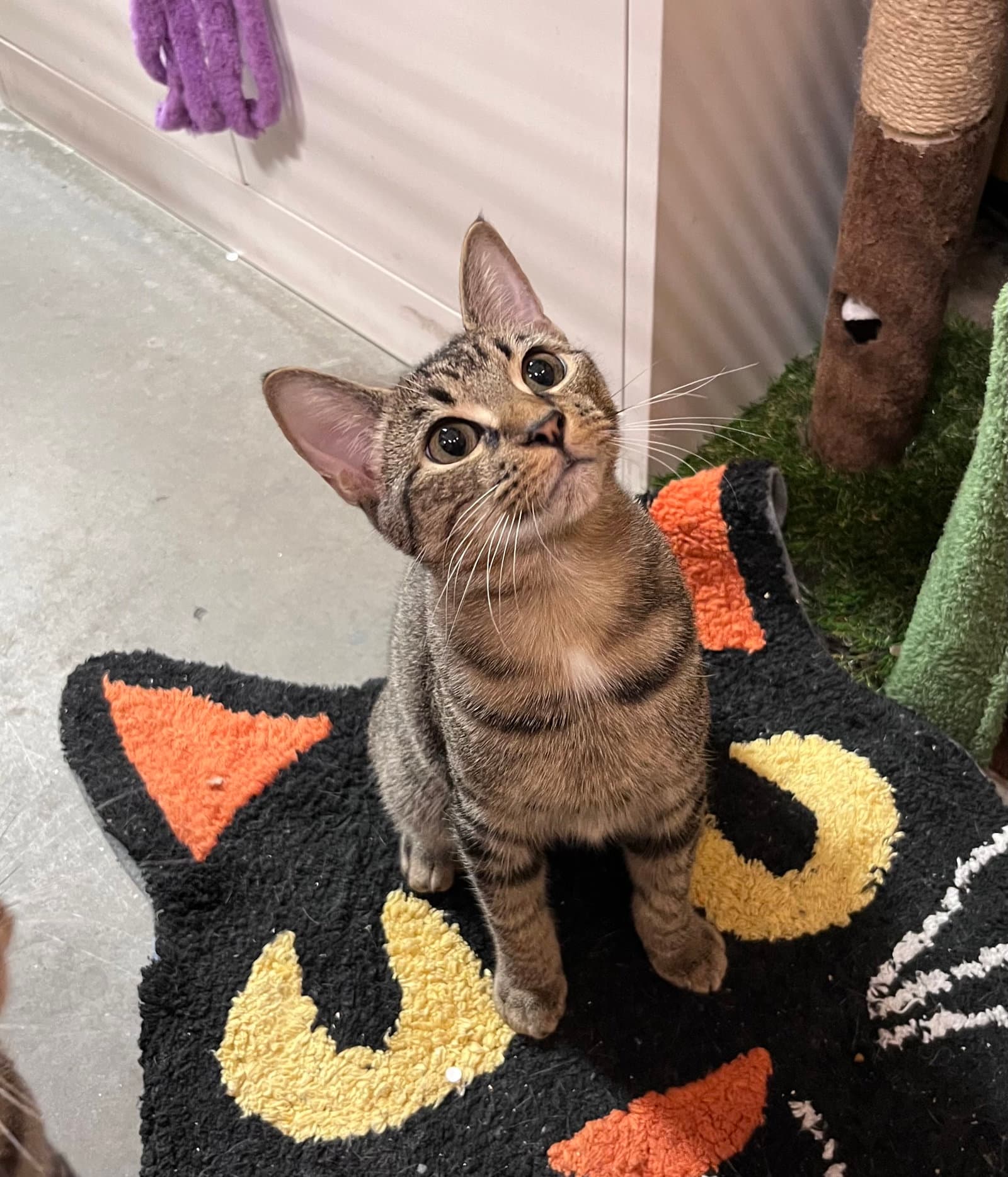 Tiger Star