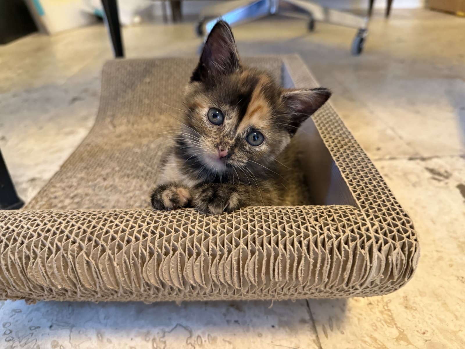 Vega