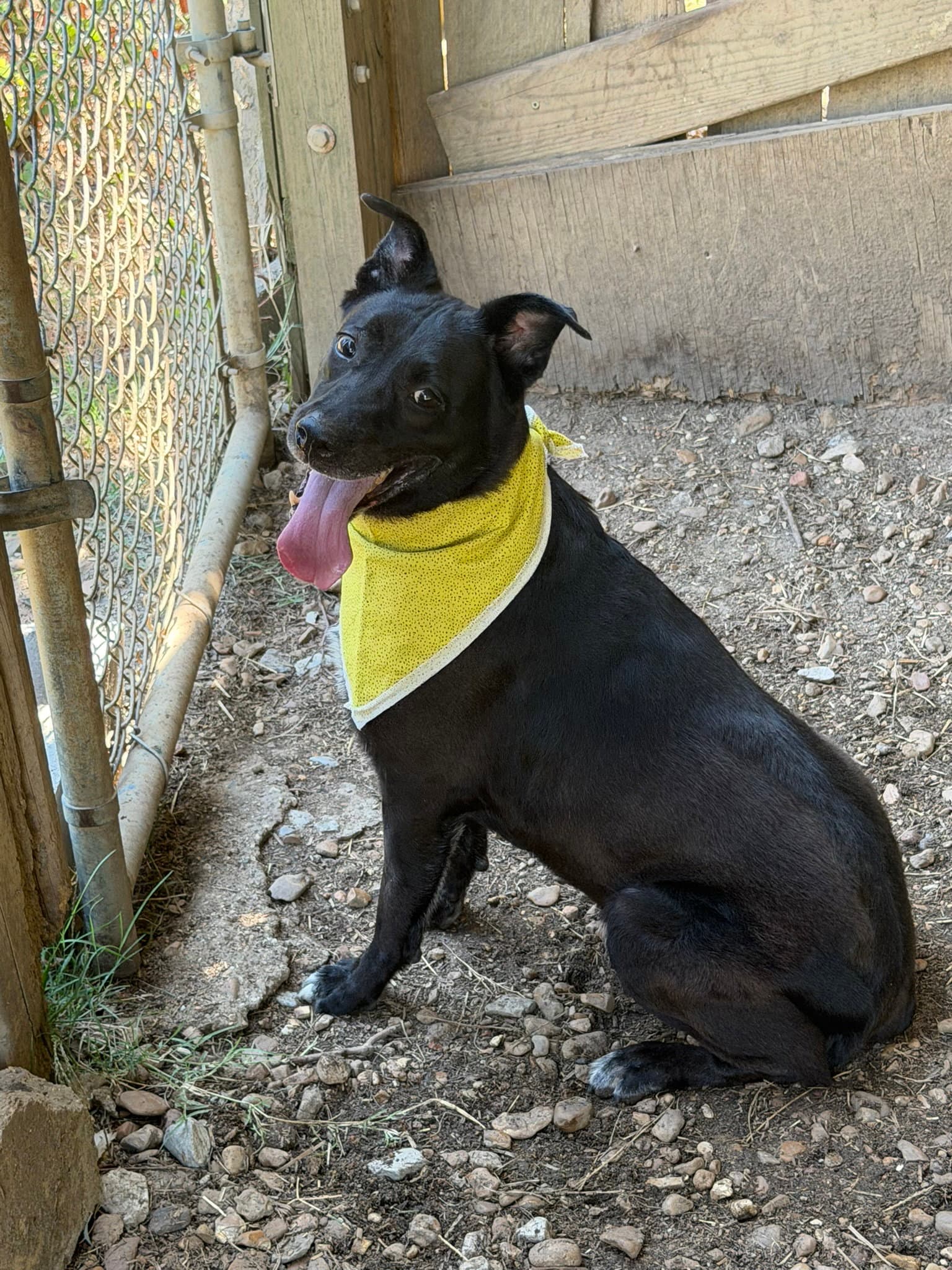 Roxie
