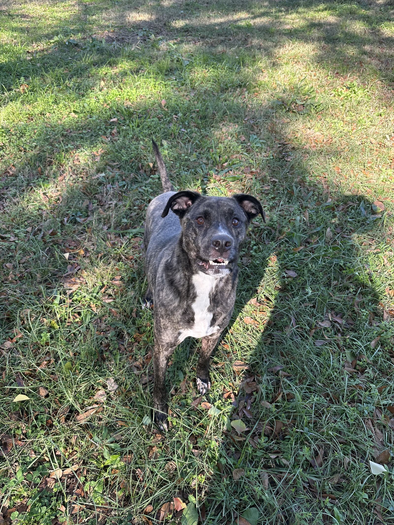 Bruno