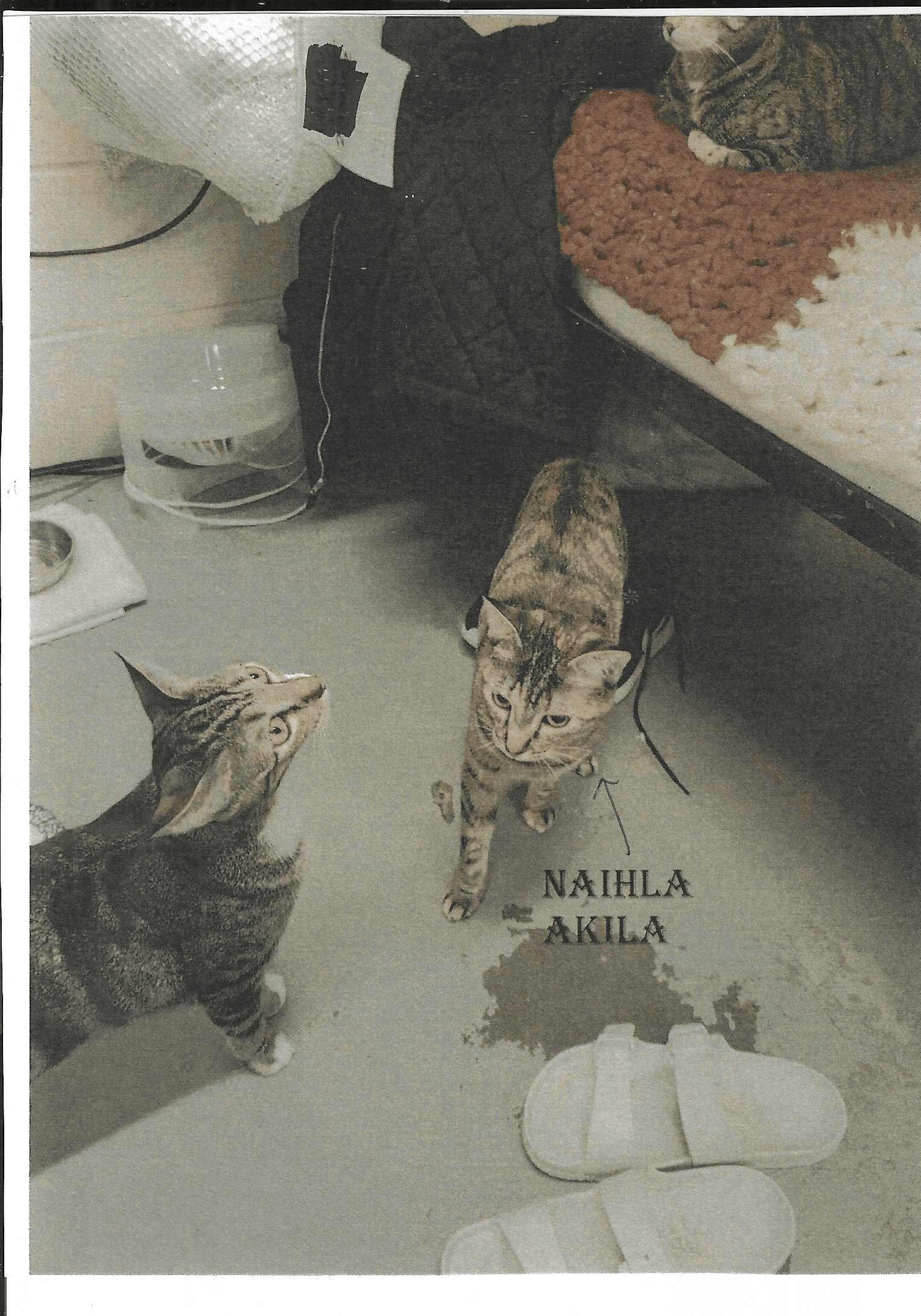Naihla