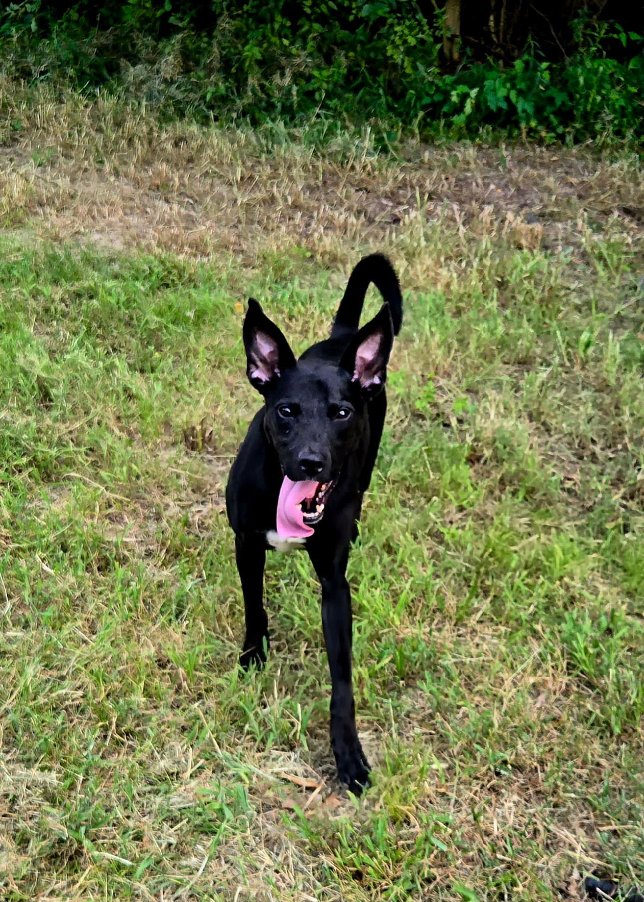 Otis
