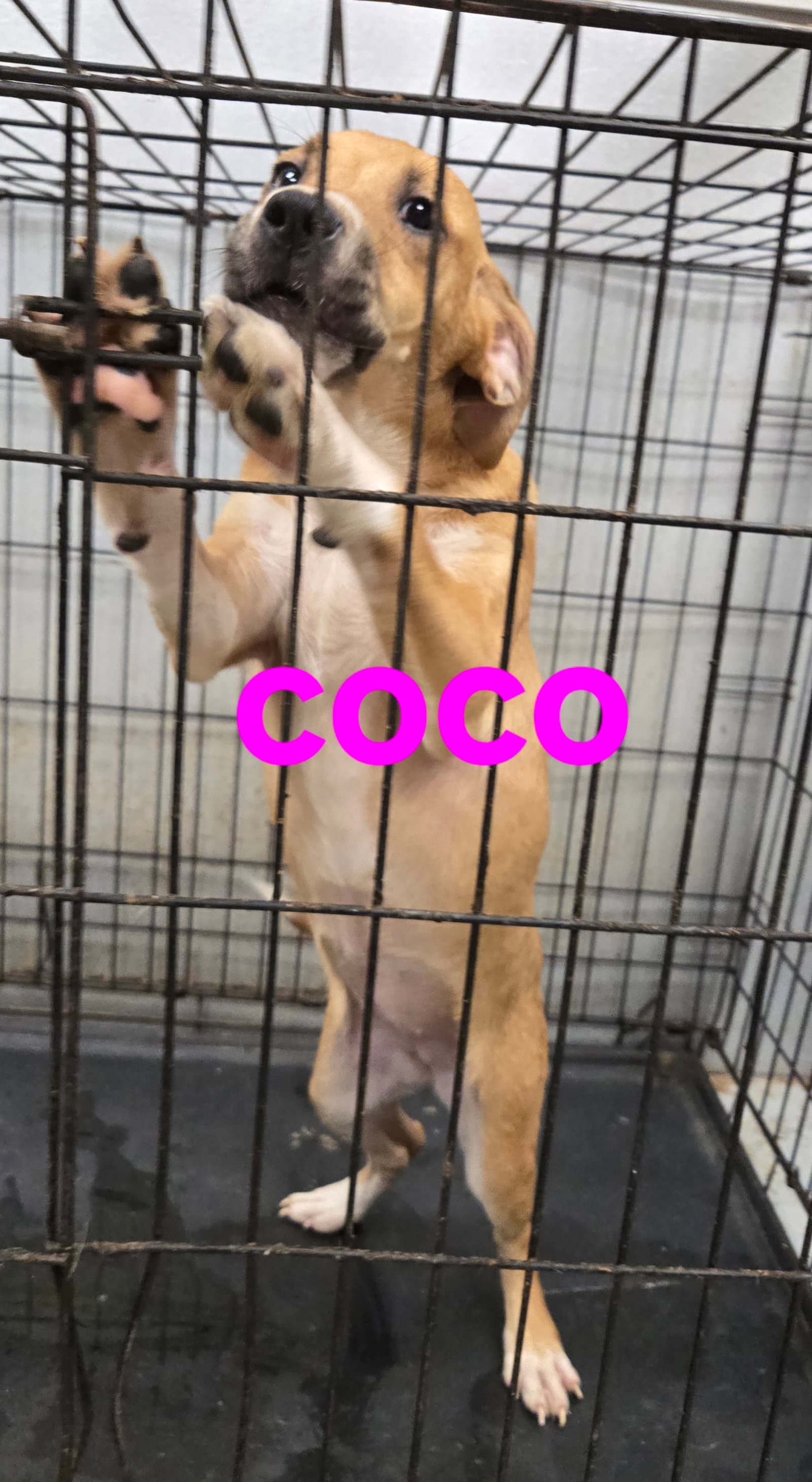 Coco