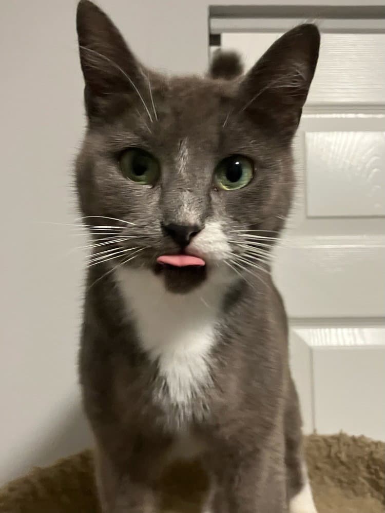 Postmark **Special Needs - FeLv +**