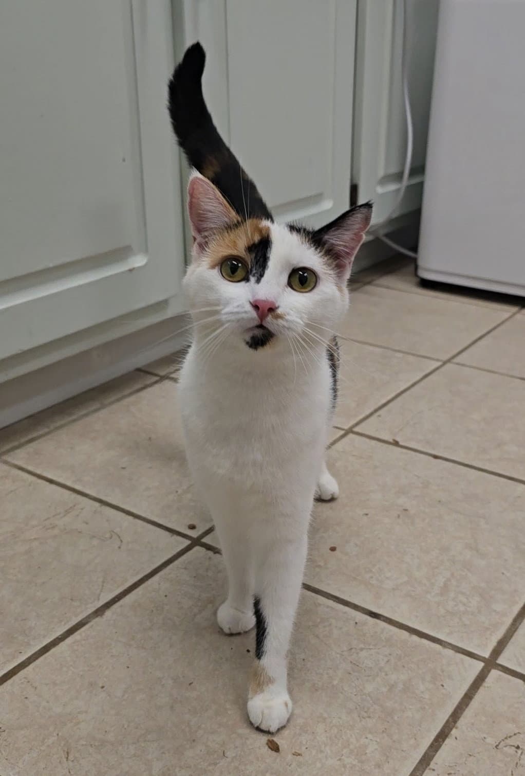 Pepper