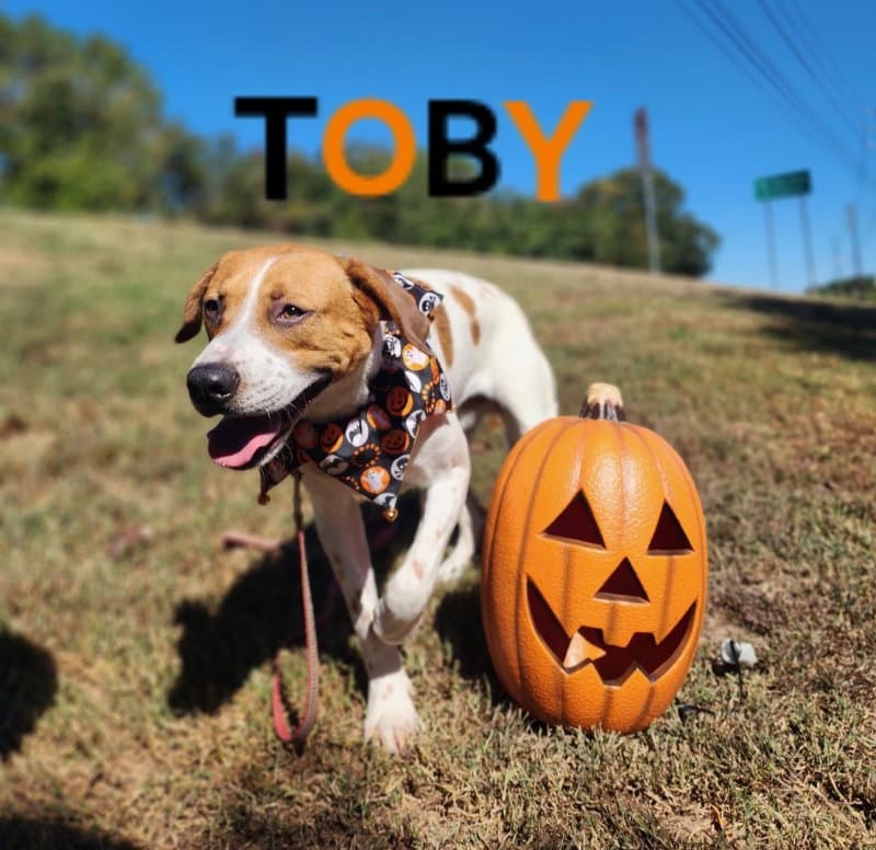 Toby