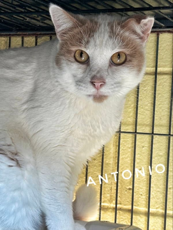 Antonio