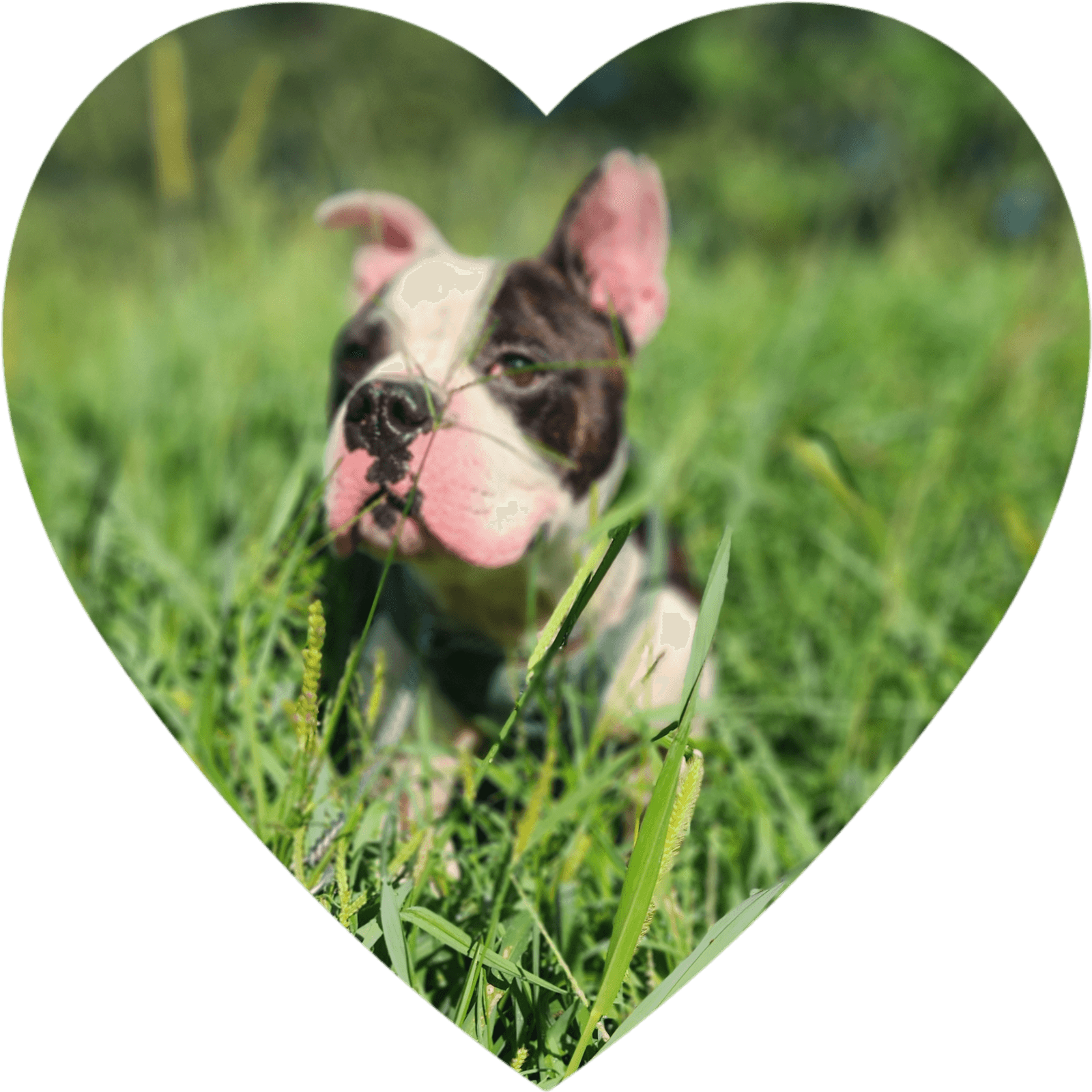 Wilbur
