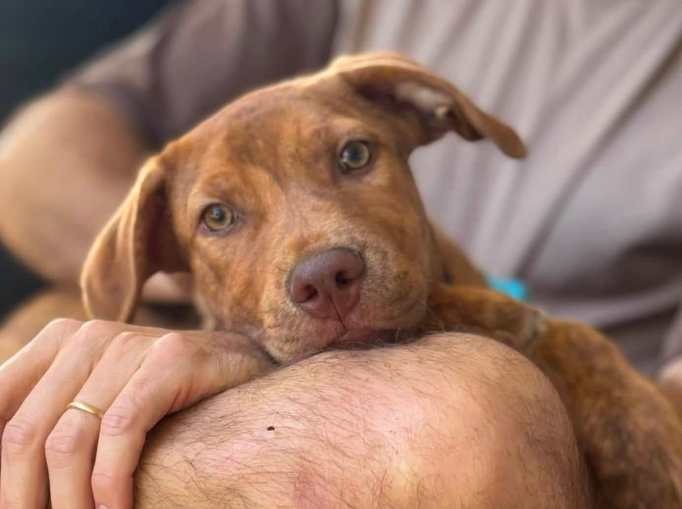 Gus
