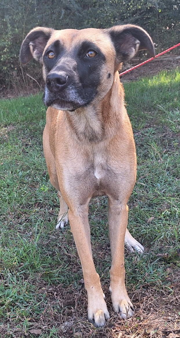 260341 Koda