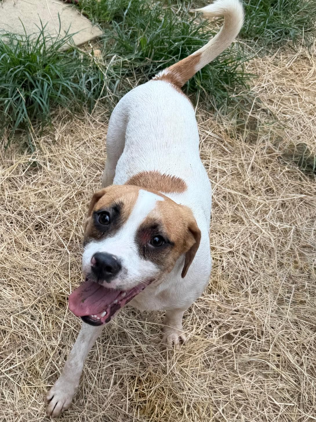 260560 Pooch