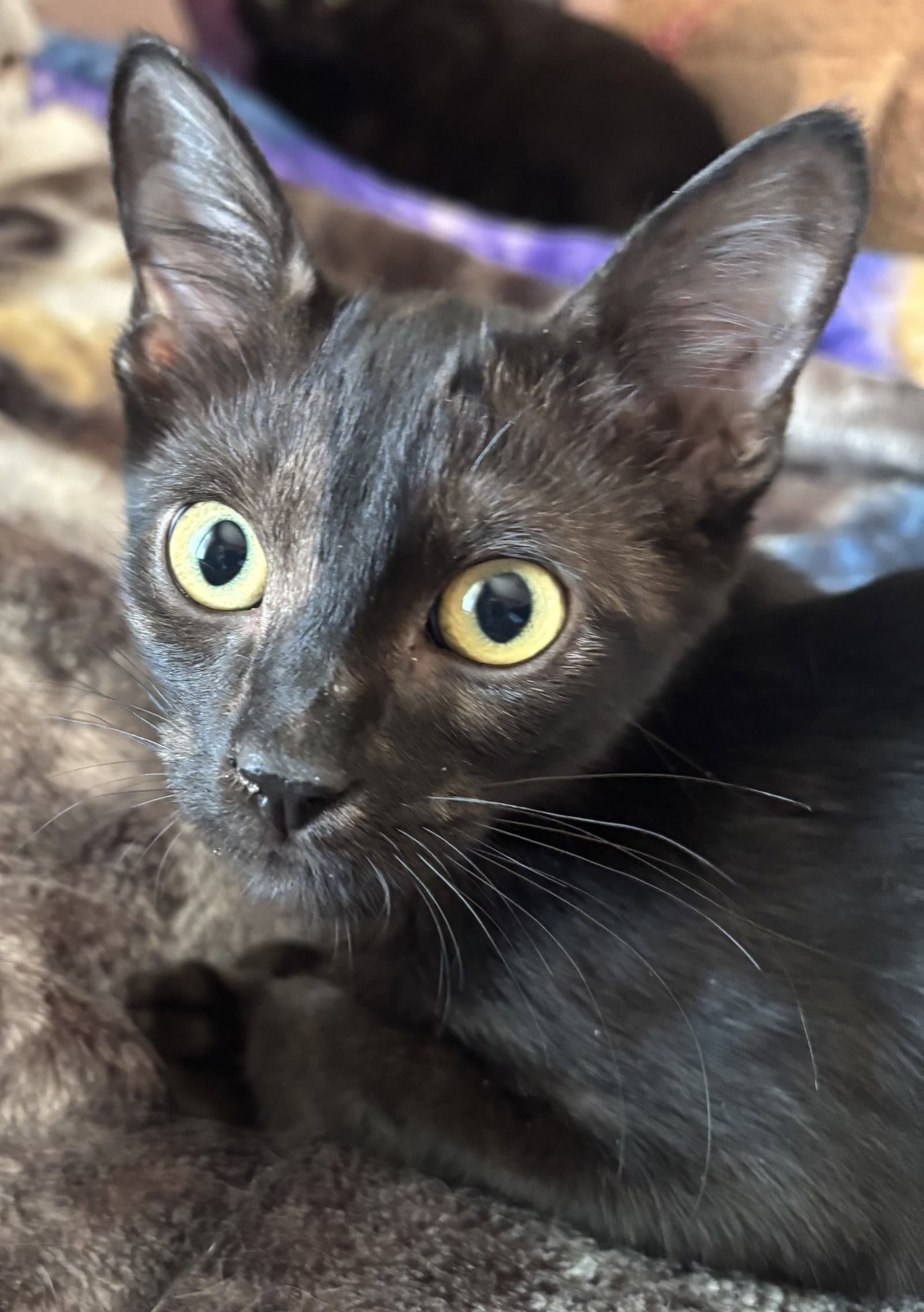 Elvis