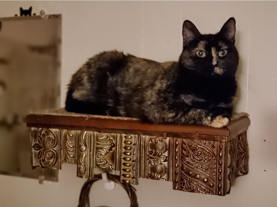 Adele ~BONDED WITH HALLE BERRY~ Shop Cats