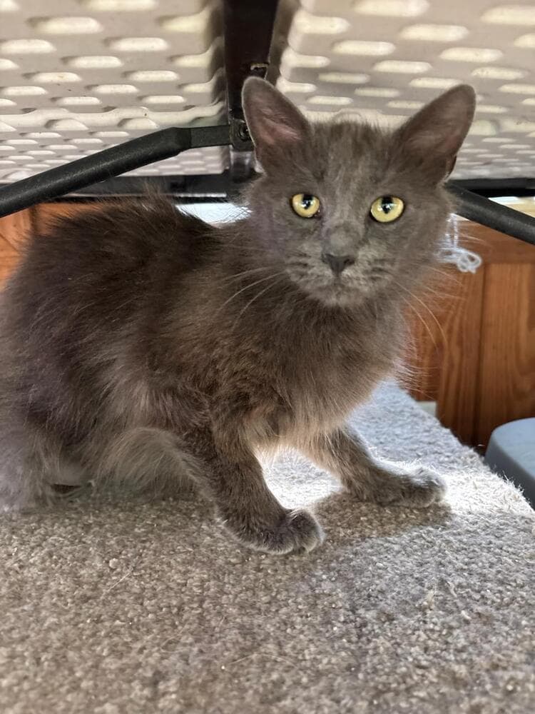 Lola