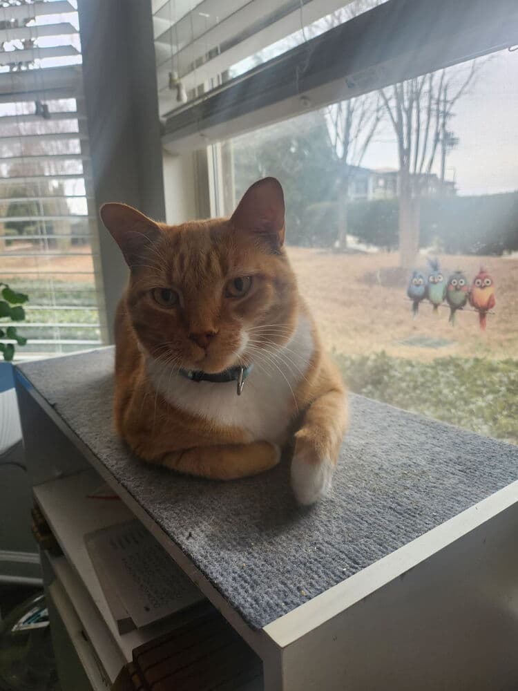 Garfield