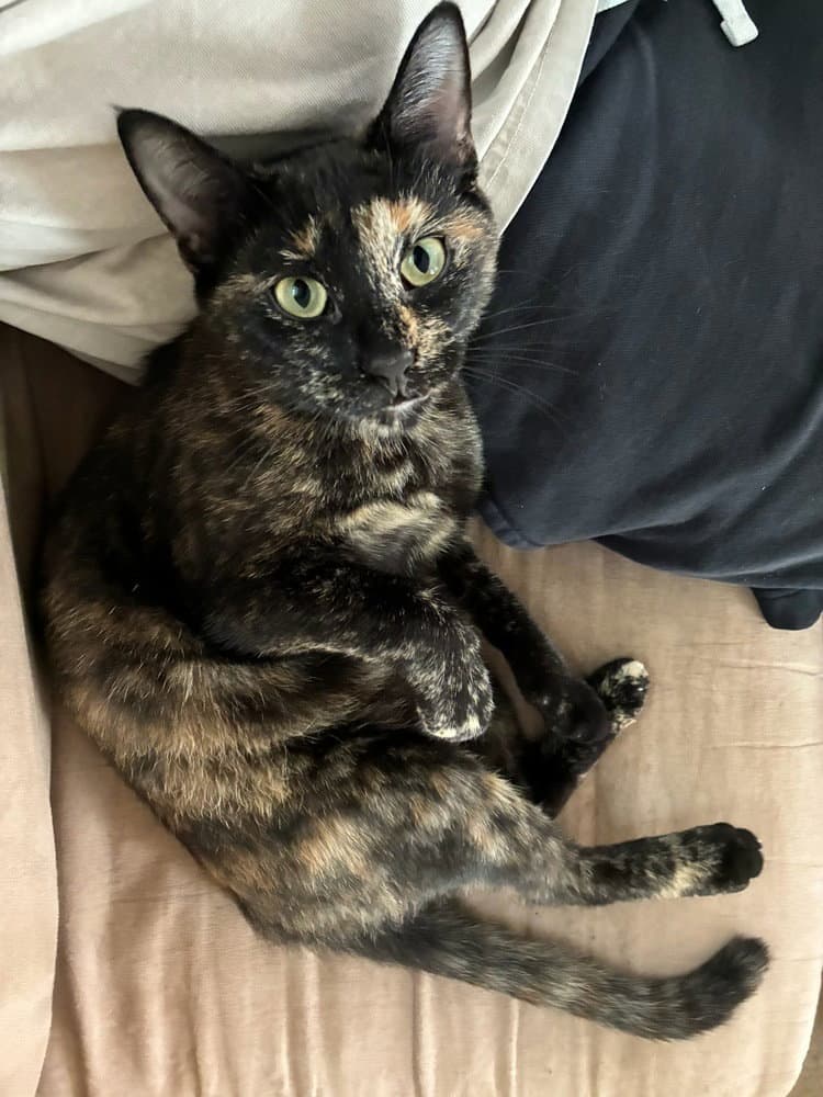 Cleo