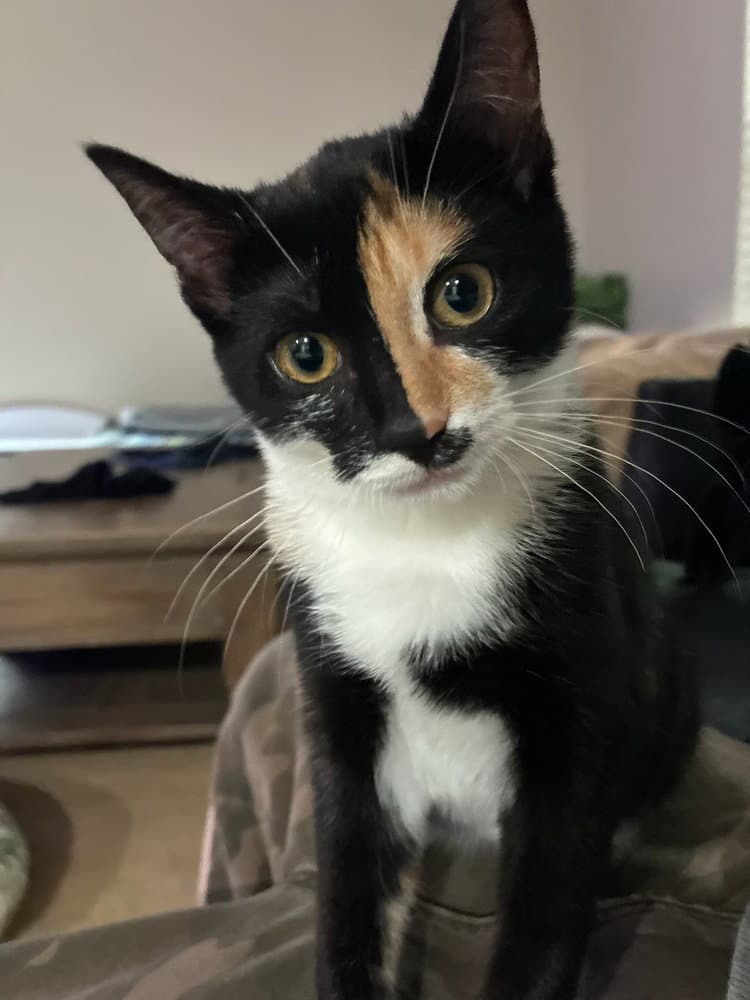 Nova