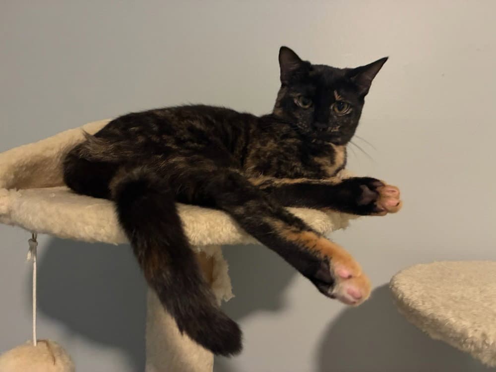 Stella