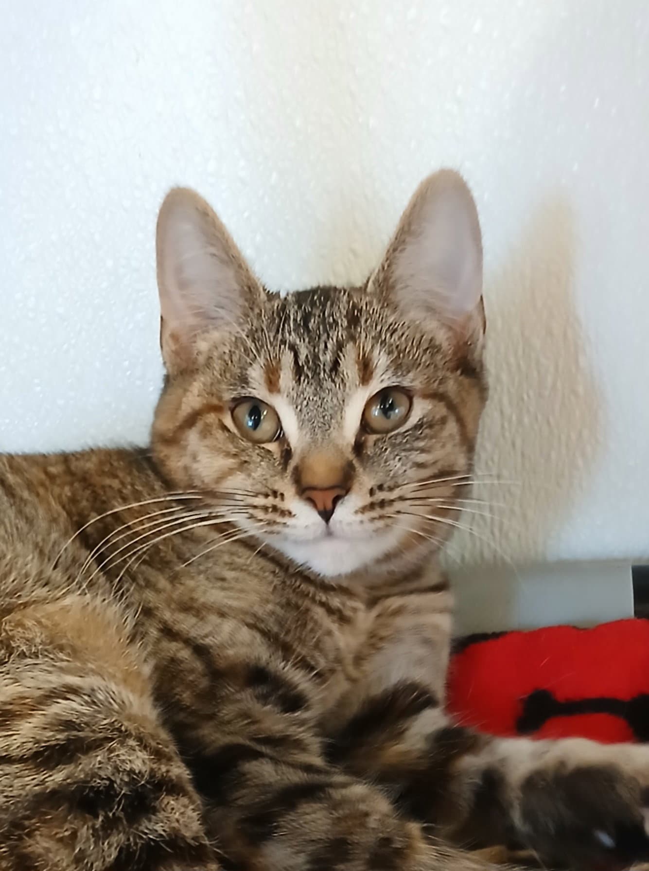 Toffee