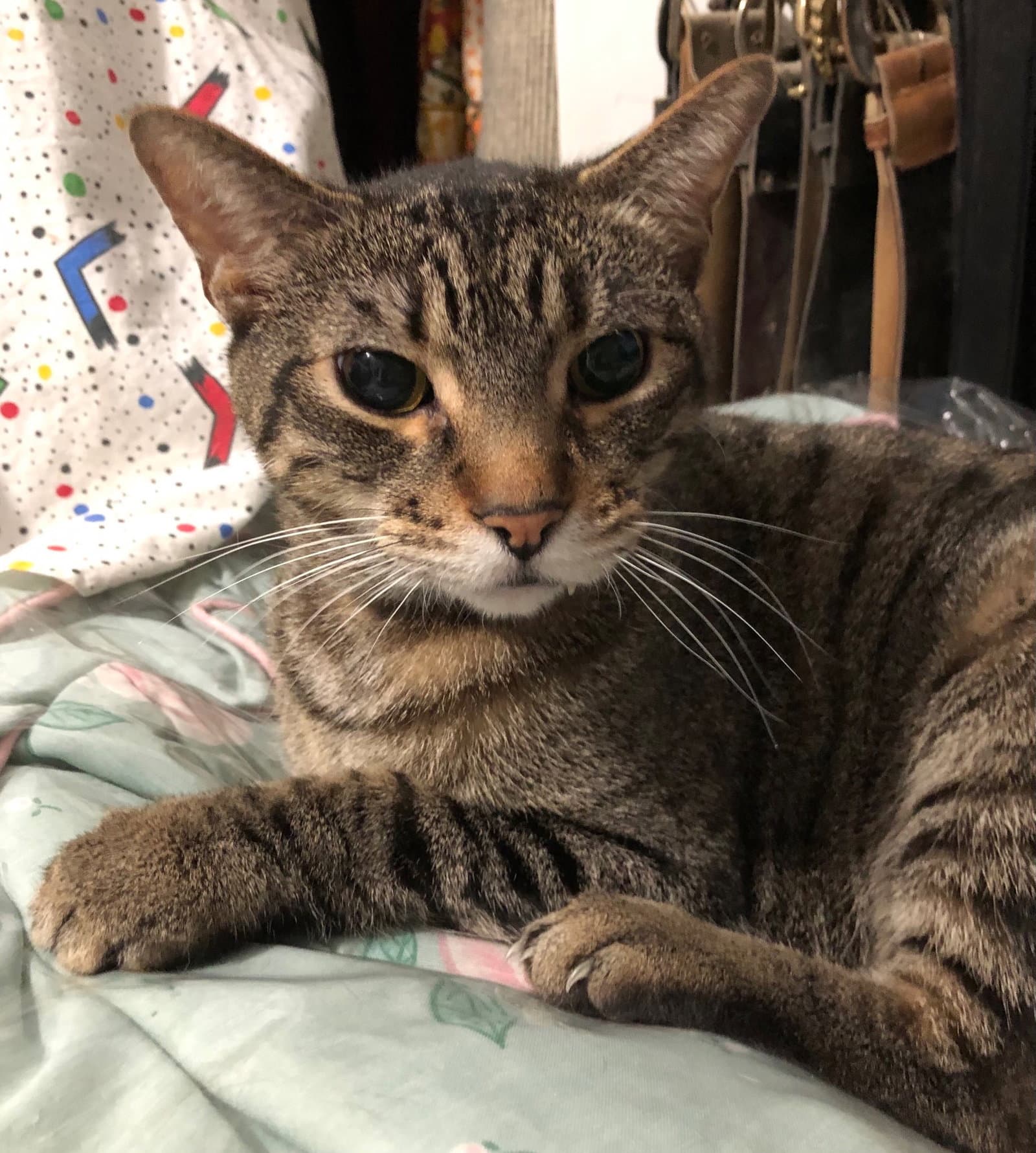 Clyde (senior cat)