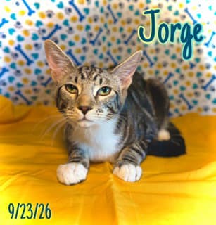 Jorge