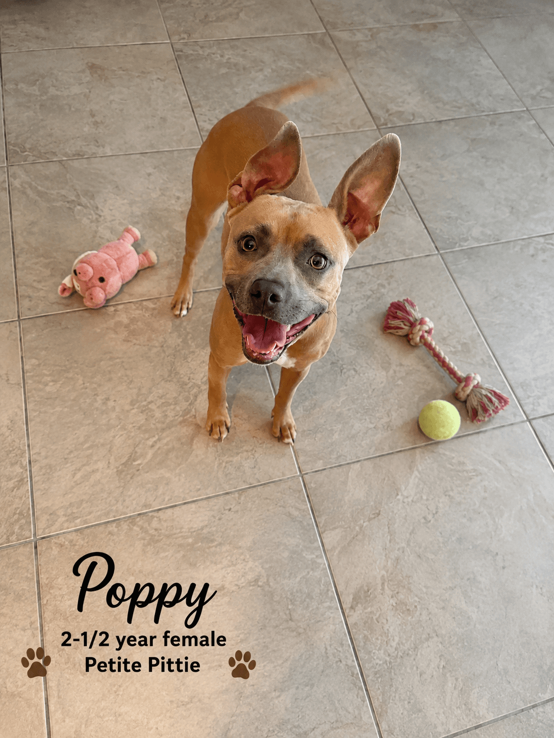 Poppy – 2-1/2 Year Female Petite Pit Bull Mix