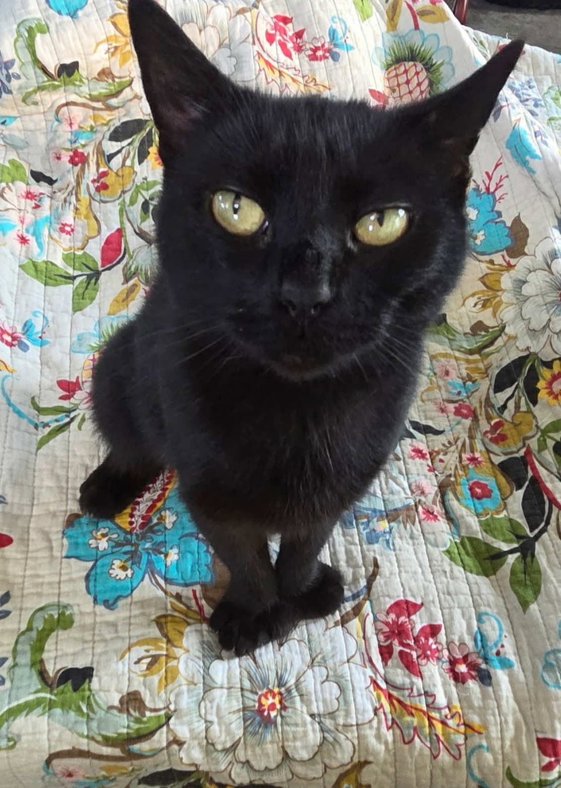 Wendy (Kitty)