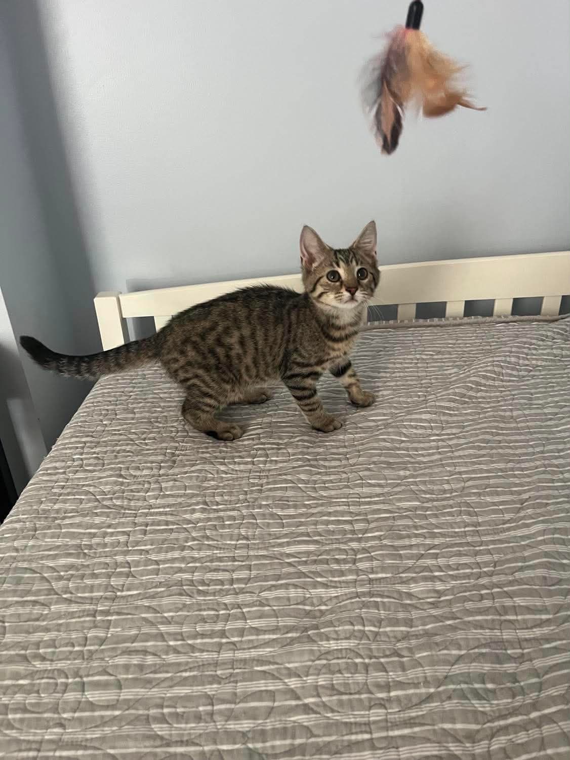 Taco (Kitty)