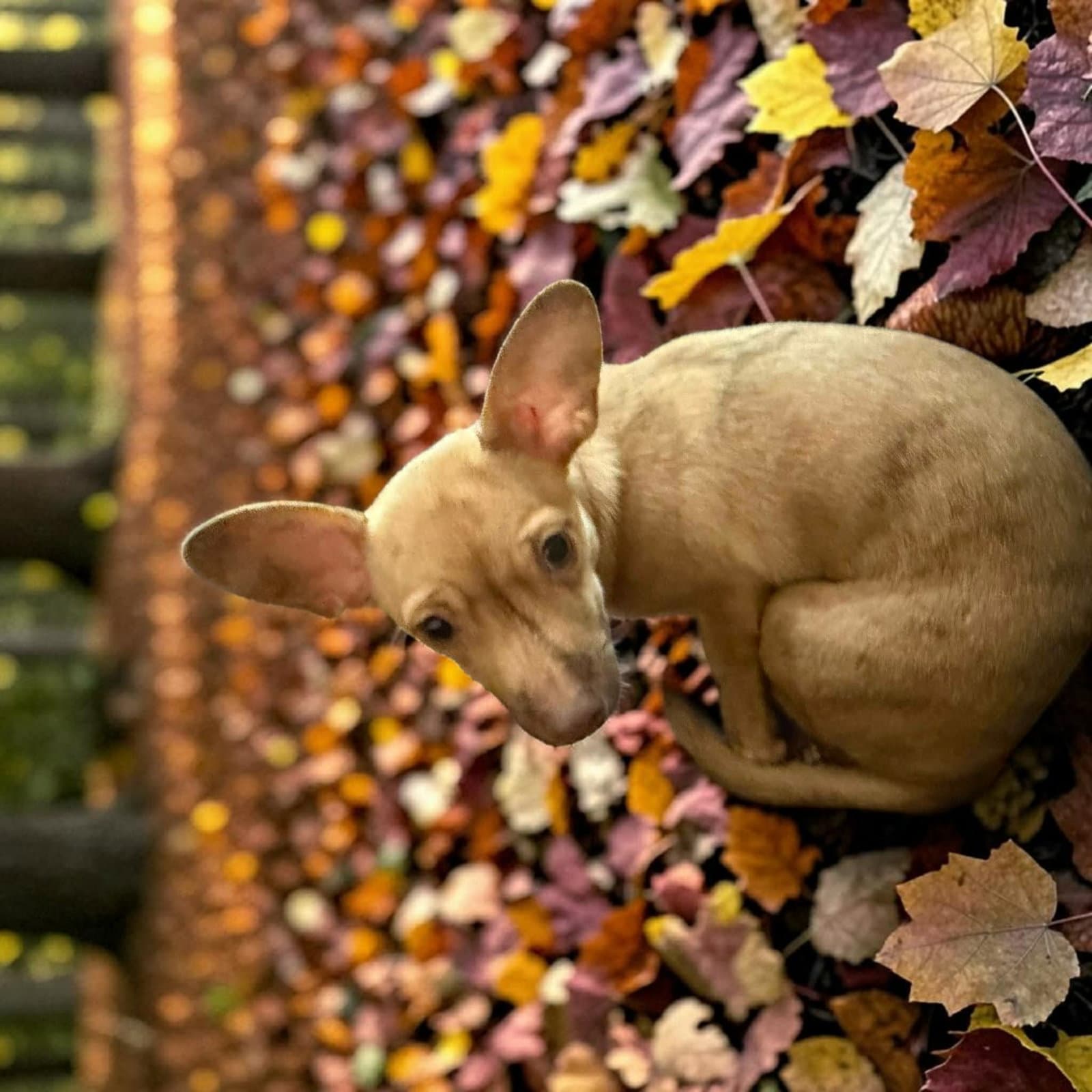 Pip